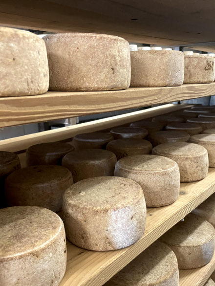 fromage-ferme-bethanoun-tomette-ossau-iraty